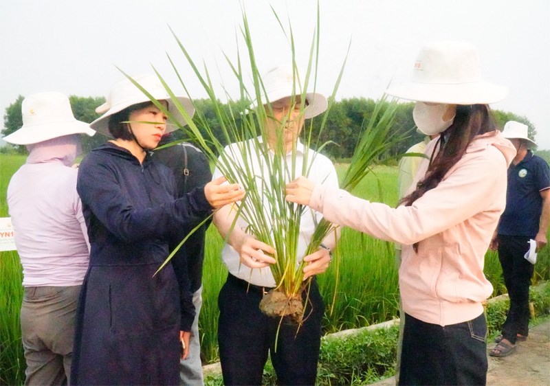 Anh-tin-bai